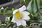 琉球短柱茶-花05.JPG