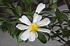 琉球短柱茶-花11.JPG