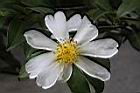 琉球短柱茶-花蕊02.JPG