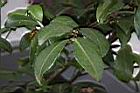 琉球短柱茶-葉00.JPG