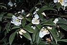 琉球連蕊茶-花00.JPG