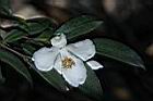 琉球連蕊茶-花05.JPG