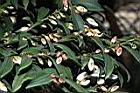 琉球連蕊茶03.JPG