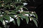 琉球連蕊茶07.JPG