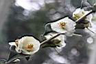 白玫瑰連蕊茶-花01.JPG
