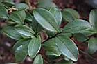 短柱山茶-葉04.JPG