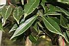 窄葉短柱茶-葉03.JPG