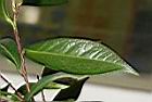 窄葉短柱茶-葉背04.JPG