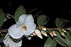 細尖連蕊茶-花08.JPG