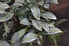 細葉山茶-葉06.JPG