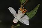 細葉連蕊茶-花10.JPG
