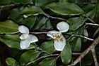 能高山茶-花07.JPG