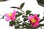 茶梅-花05.jpg