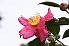 茶梅-花07.jpg