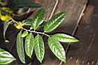 薄葉金花茶-葉序01.JPG