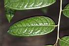 薄葉金花茶-葉正00.JPG