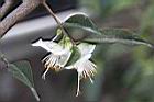 連蕊茶-花08.JPG