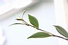 連蕊茶-葉序01.JPG