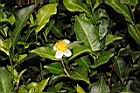 阿薩姆茶-花00.JPG