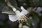 阿里山茶-花10.JPG
