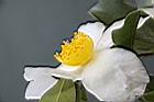 高州油茶-花04.JPG