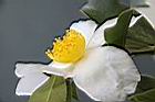 高州油茶-花05.JPG