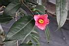 鳳凰山茶-花18.JPG