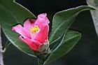 鳳凰山茶-花31.JPG