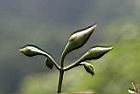 木玫瑰-花苞04.jpg