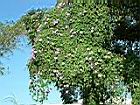槭葉牽牛花01.JPG