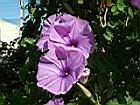 槭葉牽牛花19.JPG