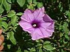 槭葉牽牛花24.JPG