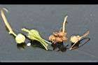 牽牛花-種子1.jpg