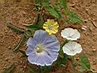 牽牛花-花2.JPG