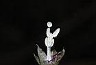 甘薯-花蕊27.JPG