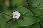 白花牽牛0.jpg
