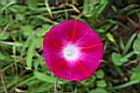 紫花牽牛-花07.jpg