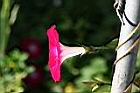 紫花牽牛-花側05.jpg