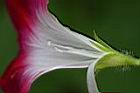 紫花牽牛-花蕊3.jpg