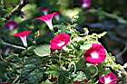 紫花牽牛07.jpg