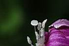 馬鞍藤-雌蕊02.JPG