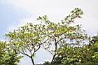 水石榕08.jpg