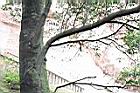 禿瓣杜英-莖00.JPG