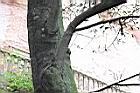禿瓣杜英-莖01.JPG