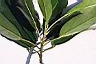 薯豆-葉序07.JPG