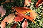錫蘭橄欖-紅葉21.jpg
