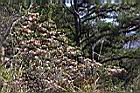 南澳杜鵑04.JPG