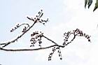 南燭-實04.JPG