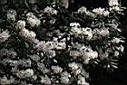 台灣杜鵑-花07.JPG