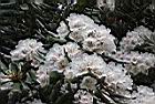 台灣杜鵑-花16.JPG